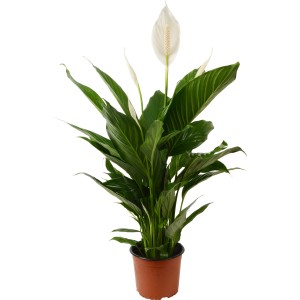 Cserepes Pearl Cupido (Spathiphyllum) szobai növény fehér virágokkal.