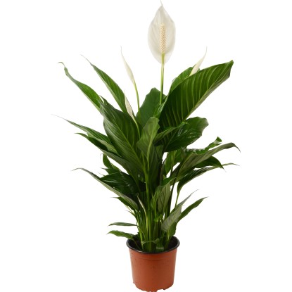 Vitorlavirág cserépátmérő: kb. 15 cm (Spathiphyllum)