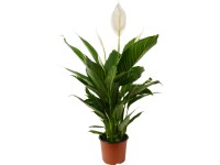 Vitorlavirág cserépátmérő: kb. 15 cm (Spathiphyllum) Vitorlavirág cserépátmérő: kb. 15 cm (Spathiphyllum)