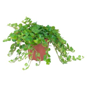 Rotundifolia törpebors barna cserépben, zöld függő növény beltérre.