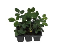 Szamócapalánta 6 pack egyszertermő Szamócapalánta 6 pack egyszertermő