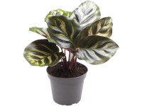 Zebralevél Zebralevél