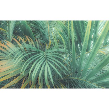 Komar Foggy Fern fátyoltapéta 400 cm x 250 cm