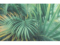 Komar Foggy Fern fátyoltapéta 400 cm x 250 cm