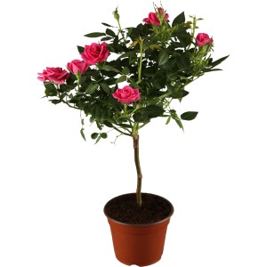 Hibrid rózsa rózsabokorként rózsaszín virágokkal cserépben, kb. 60-80 cm magas.