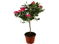Rózsa tő magasság kb. 60 cm - 80 cm cserép kb. 2 l Rosa Hybride Rózsa tő magasság kb. 60 cm - 80 cm cserép kb. 2 l Rosa Hybride