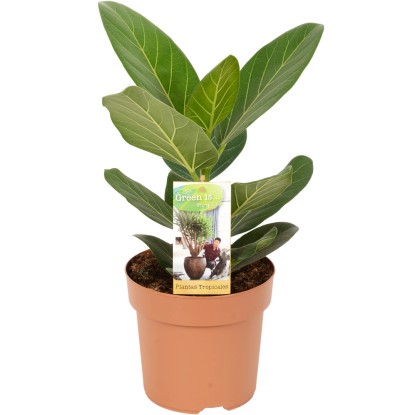 Banyánfa "Audrey" magassága kb. 35-40 cm cserépátmérő: kb. 17 cm Ficus benghalen