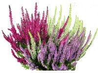 Közönséges csarab Trio