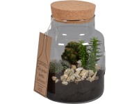 Kaktusz kompozíció üveg kaspóban cserépátmérő: kb. 18 cm