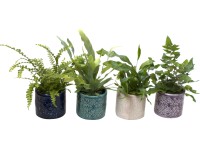 Szobapáfrány kerámia kaspóban cserépátmérő: kb. 6 cm