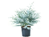 GROW by OBI Baby Blue eukaliptusz mag. kb. 20-30 cm cserép kb. 5 l Eucalyptus GROW by OBI Baby Blue eukaliptusz mag. kb. 20-30 cm cserép kb. 5 l Eucalyptus