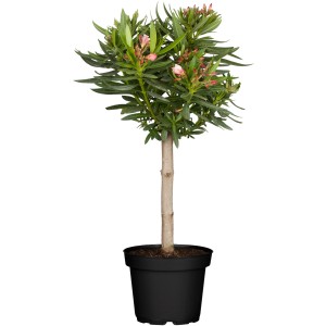 Rózsaszín oleander törzses cserépben, kb. 20 cm Ø, ideális dézsás ültetéshez.