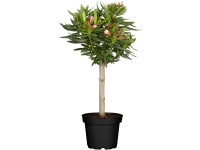 Leander törzs rózsaszín cserépátmérő: kb. 20 cm Nerium