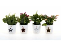 Karácsonyi kaktusz kerámia kaspóban cserépátmérő: kb. 6 cm
