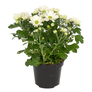 Fehér krizantém Sollinea cserépben, kb. 25 cm magas. Virágzó őszi dekoráció erkélyre és kertbe.