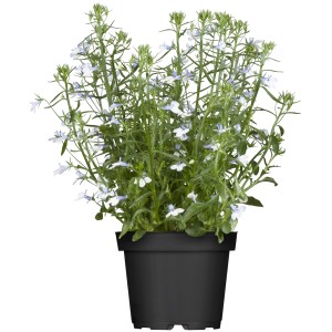 Kék lobélia cserépben, GROW by OBI ágyásnövény finom, világoskék virágokkal.