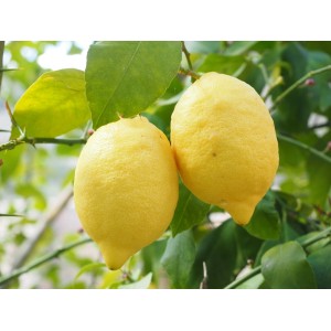 Két érett, sárga citrom egy citromfán. Friss citrusfélék.