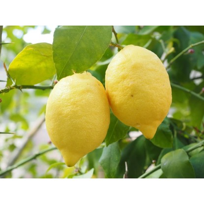 Citromfa Citrus Limonum