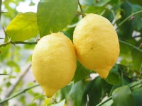 Citromfa Citrus Limonum