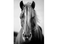 Horse 1 - Retro-Gift Nagy táblakép 39 cm x 27 cm Horse 1 - Retro-Gift Nagy táblakép 39 cm x 27 cm