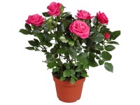 GROW by OBI Rózsa sötétrózsaszín cserépátmérő: kb. 13 cm GROW by OBI Rózsa sötétrózsaszín cserépátmérő: kb. 13 cm