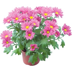 Rózsaszín krizantém (Chrysanthemum indicum) cserépben, kb. 11 cm átmérőjű.