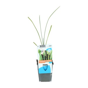 Békaszittyó (Typha angustifolia) cserépben, zöld levelekkel. Mocsári növény kerti tóba.