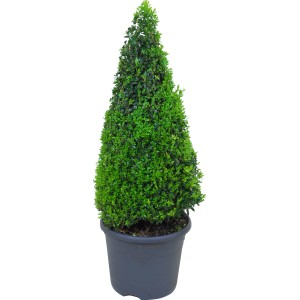 Buxus piramis cserépben, kb. 60-70 cm magas, ideális formázáshoz.