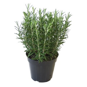 Friss rozmaring cserépben (Ø 14cm) a GROW by OBI-tól. Olasz fűszerkeverék konyhába és kertbe.