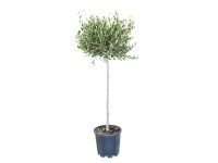 GROW by OBI olajfa magasság kb. 80 cm cserép kb. 18 l Olea europaea