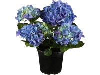 Hortenzia cserépátmérő kb. 10,5 cm Hydrangea Hortenzia cserépátmérő kb. 10,5 cm Hydrangea