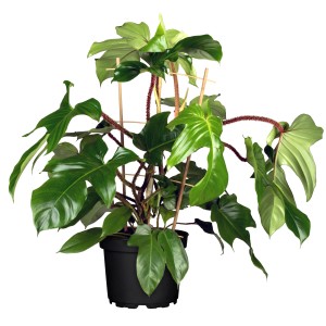 Cserepes Philodendron squamiferum piramis támasztékon, zöld levelekkel és vörös szárakkal.