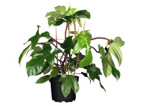 Filodendron squamiferum magasság kb. 70 cm cserépátmérő kb. 19 cm