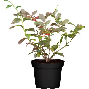 GROW by OBI Hortblue Petite áfonya cserépben, kb. 30-40 cm magas.