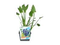 OBI szívlevelű sellővirág kékeslila cserépméret: kb. 18 cm x 18 cm Pontederia co