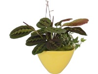 Zebralevél kompozíció cserépátmérő: kb. 18 cm