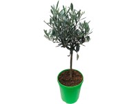 GROW by OBI mini olajfa magasság kb. 40 cm cserépátmérő kb. 15 cm Olea europaea GROW by OBI mini olajfa magasság kb. 40 cm cserépátmérő kb. 15 cm Olea europaea