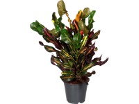 dracaena zeylanica Sansevieria zeylanica 6