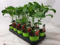 Zöldség mix 12 cm Zöldség mix 12 cm