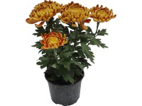 Krizantém (Chrysanthemum) nagyvirágú 14 cm Krizantém (Chrysanthemum) nagyvirágú 14 cm