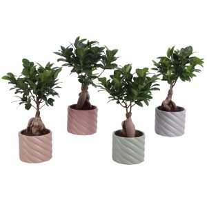 Ficus Ginseng bonsai kerámia cserépben, különböző színekben. Szobanövény, kb. 11 cm-es cserépátmérő.