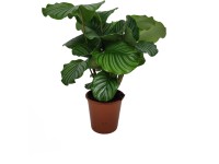 GROW by OBI zebralevél cserép átmérője kb. 19 cm Calathea orbifolia