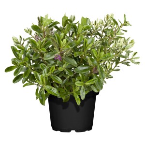 Hebe 'Twins' cserje cserépben, kb. 40 cm magas. Hebe andersonii zöld és fehér szegélyű levelekkel.