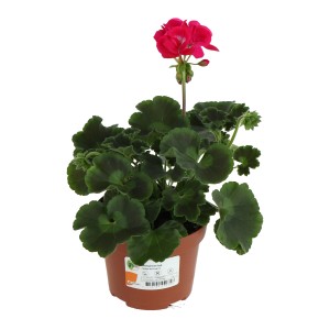 GROW by OBI 'Hot Pink' muskátli cserépben, vonzó álló növény erkélyre és kertbe.