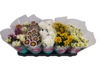 Krizantém Surprise mix 12 cm