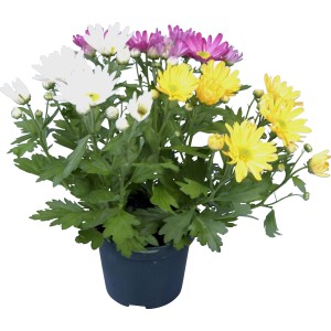 Cserepes krizantém, vegyes színek (fehér, sárga, lila), cserép mérete kb. 12 cm.