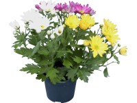 Krizantém, háromszárú színkeverék, cserépátmérő: kb. 12 cm Krizantém, háromszárú színkeverék, cserépátmérő: kb. 12 cm