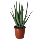 Aloe vera cserép átmérője kb. 10,5 cm