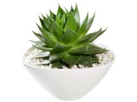 Pozsgás növény/kaktusz mix kerámia cserépben cserépátmérő: kb. 13 cm Pozsgás növény/kaktusz mix kerámia cserépben cserépátmérő: kb. 13 cm