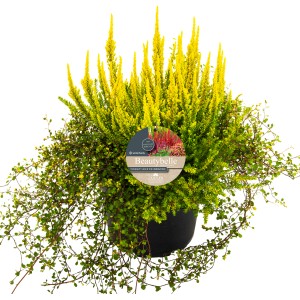 Calluna Beautybelle XL Mix cserépben, sárga és zöld hangafélék virágai, cserép átmérője kb. 23 cm.